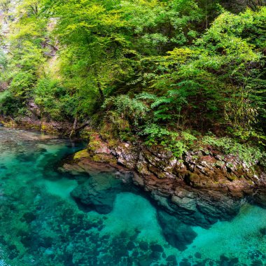 Slovenya 'nın Vintgar Vadisi' ndeki kayalar arasında dolaşan kristal berrak su