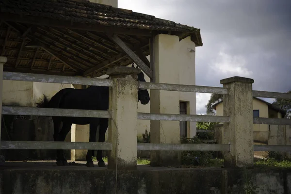 Stall Cavalo Simples Brasil — Fotografia de Stock