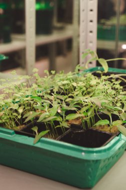 Ana sayfa microgreens - yetiştirilen organik bezelye, brokoli filizi kabında beyaz arka plan üzerinde yetiştirilen grup. Filizi myrosinase enzim ve sulforaphane antikanser tedavi kaynağıdır.