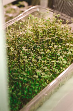 Ana sayfa microgreens - yetiştirilen organik bezelye, brokoli filizi kabında beyaz arka plan üzerinde yetiştirilen grup. Filizi myrosinase enzim ve sulforaphane antikanser tedavi kaynağıdır.