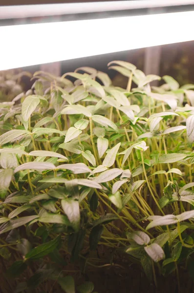 Microgreens cultivados em casa - grupo ervilha orgânica, brotos de brócolis cultivados em placa de Petri no fundo branco. Os brotos são fonte da enzima mirosinase e sulforafano como tratamento anticancerígeno . — Fotografia de Stock