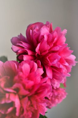 Taze pembe peonies şakayık beyaz pencere, arka plan üzerinde bir vazoda gül. Çiçek çiçek duvar kağıdı. Oda çiçeklenir. -Oyun kağıdı, metin, kopya alanı.