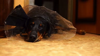 Köpek profil bir ameliyat sonrası yaka koni