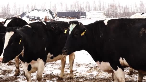 Vacas em uma caneta no inverno — Vídeo de Stock