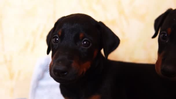 ドーベルマン犬の 2 つの美しい子犬を見てカメラ. — ストック動画