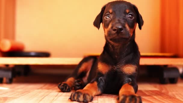 Een prachtige pup van het Dobermann-RAS kijkt naar de camera. — Stockvideo
