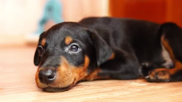 Cute puppy are falls asleep. Close-up of the dog. — Stock Video