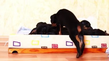 Küçük bir bebek köpek doberman sepet içine onun diğer yavru atlar..