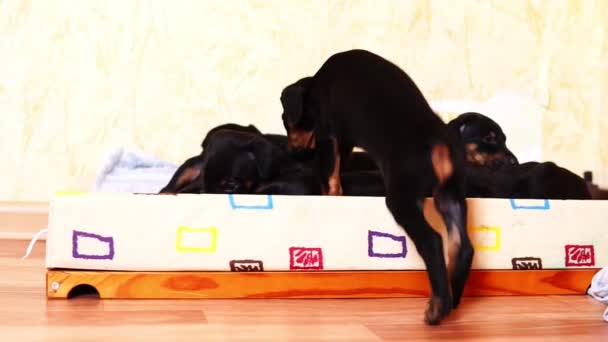 En liten baby hund doberman hoppar i korgen till hans kolleger valpar. — Stockvideo