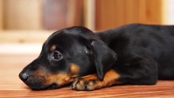 Um pequeno cão raça doberman deitado no chão . — Vídeo de Stock