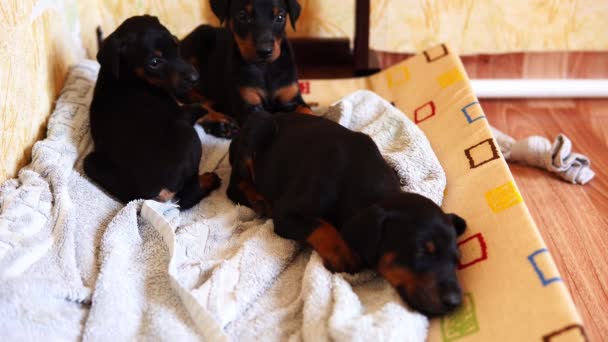 Carino cuccioli razza doberman pronto per andare a letto. Cani piccoli . — Video Stock