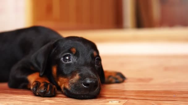 Schattige baby hond zijn valt in slaap. Close-up van de pup. — Stockvideo