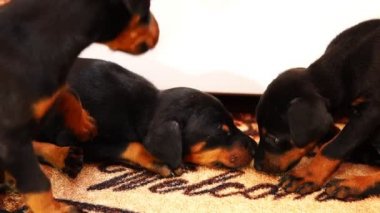 Sevimli yavru birlikte oynar. Küçük köpek doğurmak Doberman birbirinizi ısırmak.