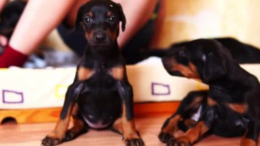 Şirin köpek yavrusu, insanlar oturur. Kameraya bir köpeğe benziyor.