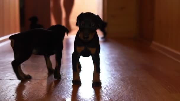 En liten hund går till kameran. Valpar promenad ner i korridoren. — Stockvideo