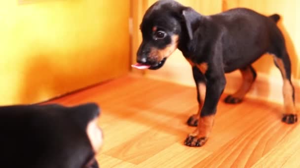 Valpen slickar hans munkorg. En liten hund kommer närmare kameran. — Stockvideo