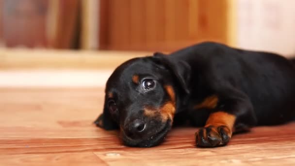 Close-up van een kleine pup. Een hondenras doberman kruipen op de vloer. — Stockvideo