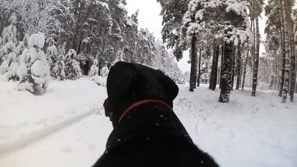 Κάμερα στο πίσω μέρος ένα σκύλος τρέχει σε ένα δάσος το χειμώνα — Αρχείο Βίντεο