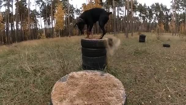 Doberman saltando sobre mesas de neumáticos llenos de arena, y el adiestramiento de perros en los bosques — Vídeo de stock