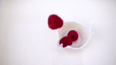 Olgun bir ahududu süt düşüyor. Berry izole beyaz zemin üzerine video.