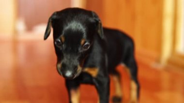 Küçük köpek yavrusu kulaklarına büzülür. Köpek hantal adımlar yapar.