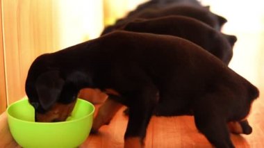 Dobermann ırk köpek yavrusu. Küçük köpek iştah açıcı bir kaseden yiyor.