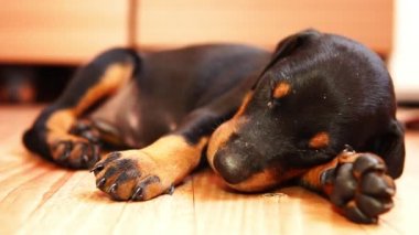 Ağır çekimde uyuyan bir köpek yavrusu doğurmak doberman. Küçük şirin köpek.