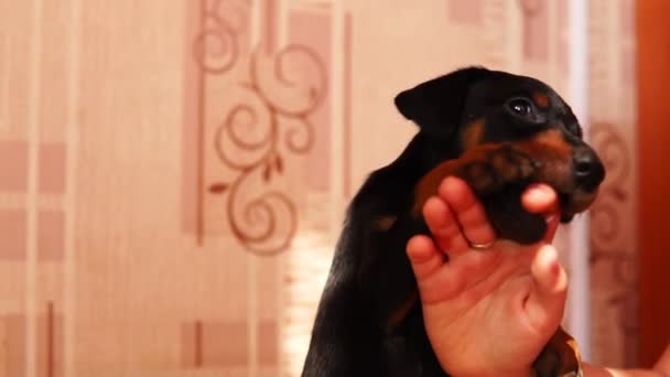 Ein süßer Welpe beißt einem Mann in den Finger. Kleiner junger Hund spielt mit der Hand seines Herrchens in Zeitlupe. — Stockvideo