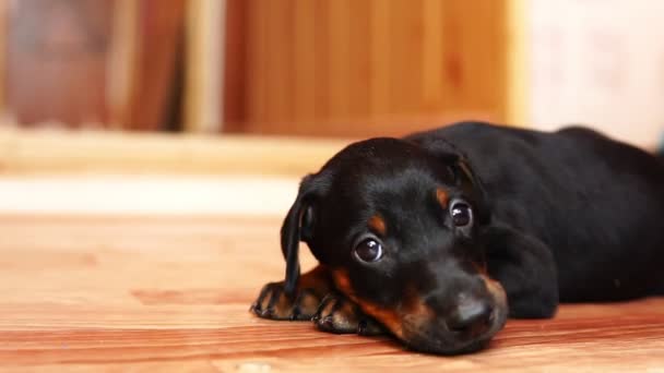 Közeli kép: egy kis kölyök. Egy kutya tenyészt doberman fekszik a földön. — Stock videók