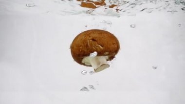 Mantar kahverengi champignon içine kaynar su, ağır çekim yakın çekim yavaş yavaş battı