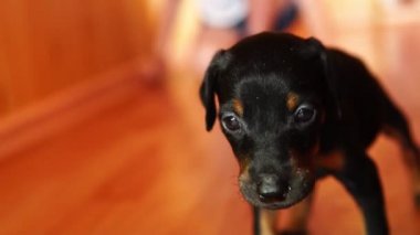 Köpek yavrusu sakar ve titrek. Sevimli küçük köpek doğurmak Doberman.