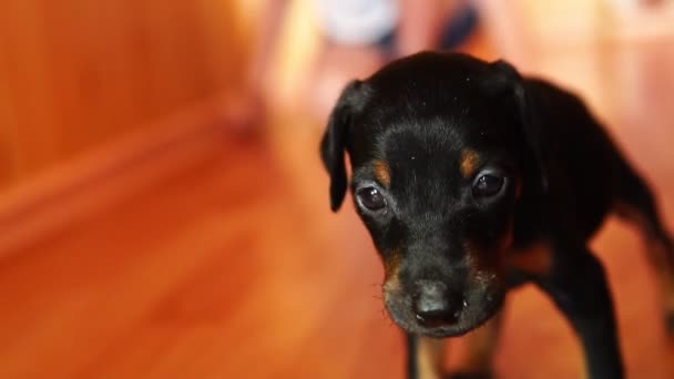 Pequeño cachorro es torpe y tambaleante. Lindo perro pequeño raza Doberman . — Vídeos de Stock