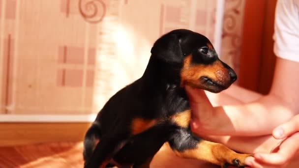 Ein Hund Der Mit Menschenhänden Spielt Nahaufnahme Eines Kleinen Welpen — Stockvideo