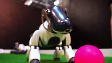 Evde beslenen hayvan köpek robot bir top oynuyor