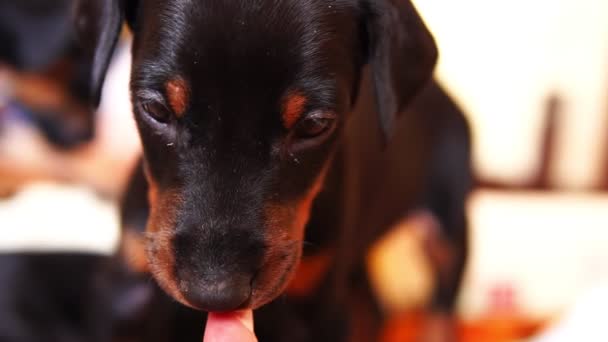かわいい小さな子犬犬種ドーベルマンを人間の手で果たしています。. — ストック動画