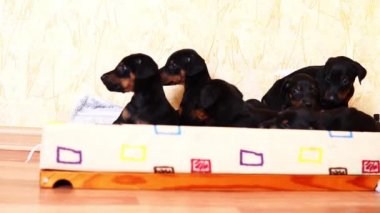 Küçük yavru doberman doğurmak sepete birlikte yalan. Bir sürü genç köpekler.