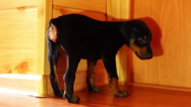 Küçük bir köpek yavrusu beceriksizce yerde yürür.