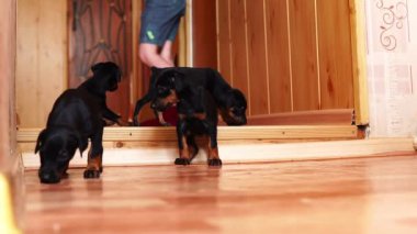 Kukla koridorda yürü. Ağır çekim kamera için a küçük köpek gider.