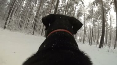 Kışın ormanda köpek sırtında bir kamera ile