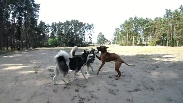 Husky spelen met een pointer op het platform in het bos — Stockvideo