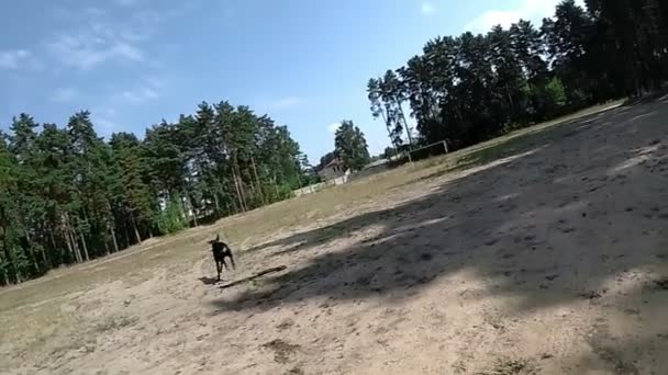 Σκύλοι ρίχνουν ένα ραβδί σκυλί τρέχει μετά από ένα παιχνίδι — Αρχείο Βίντεο