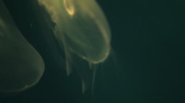 Denizanasının arka planın değişen ışığında yüzen dokunaçları ve dalları