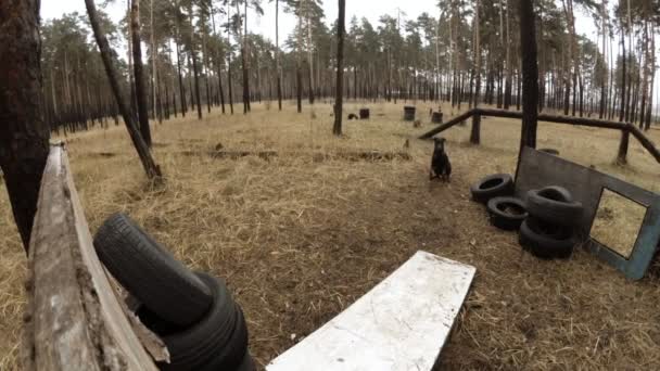 Doberman springt over de barrière, hond opleiding in het bos — Stockvideo