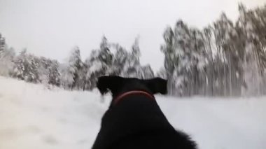 Köpek bir ormanda kış aylarında bir kamera ile bir arkasında çalışır