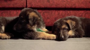 Yorgun Alman çoban köpeği esneme