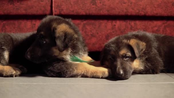 Moe Duitse herder puppy gegaap — Stockvideo
