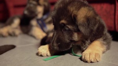 Çok yorgun bir Alman çoban köpeği portresi