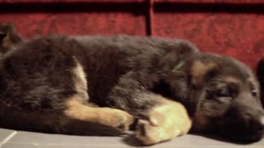 Dört yorgun Alman çoban yavrusu yerde yatıyor