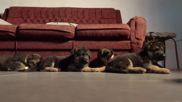 Five German shepherd puppies, four puppies lying — Stock Video