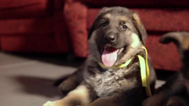 Retrato de un cachorro pastor con la lengua sobresaliendo — Vídeo de stock